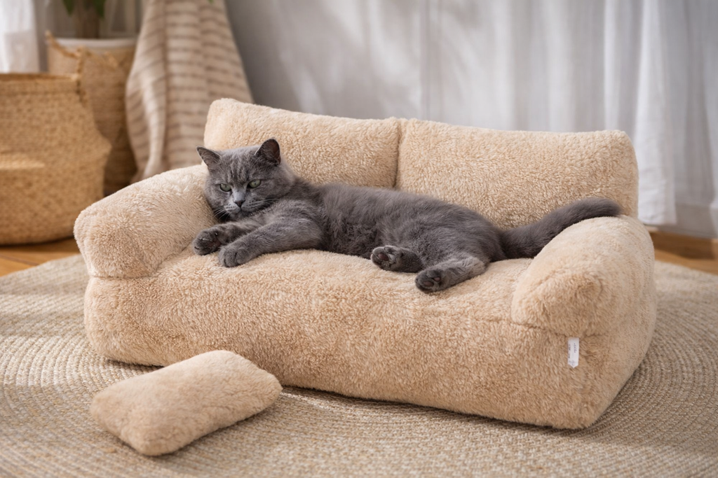 Royal Paws - Das Orthopädie Sofa für gesunden Schlaf 🛋️