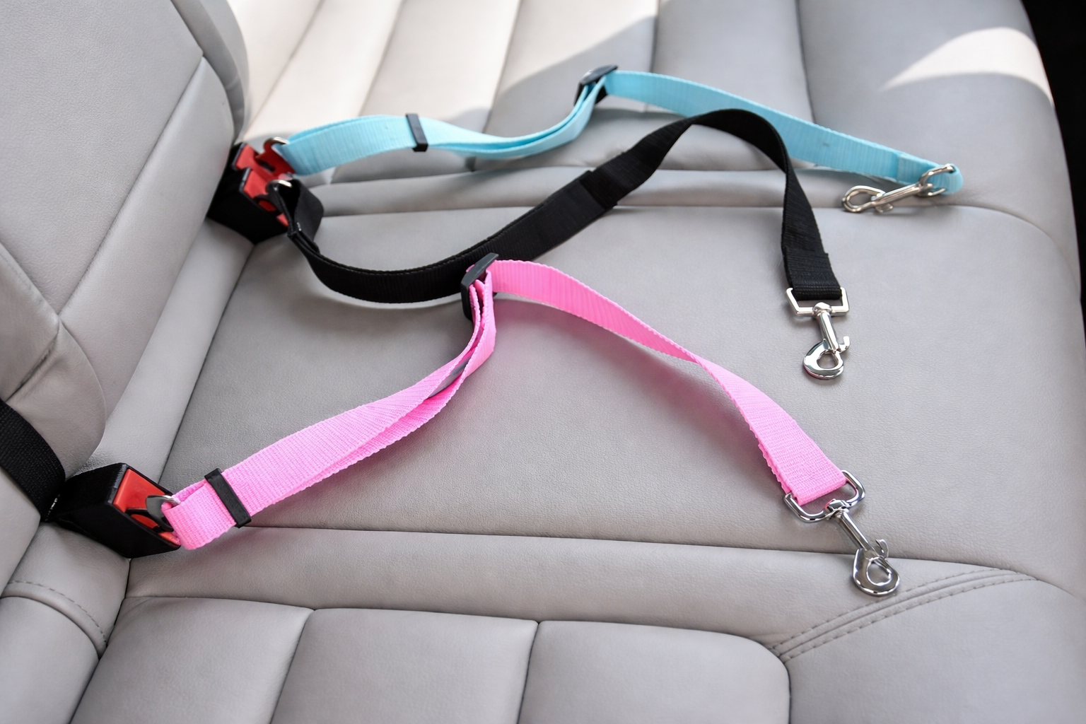 🐾 SafePaw Drive – Der Premium Sicherheitsgurt